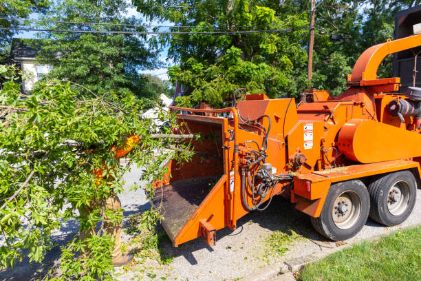 The Steps Involved in Our Tree Care Process in Cressona, PA